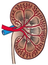 Phosphate Therapeutics Selects CRO Clinipace to Manage Phase 2 Renal Study